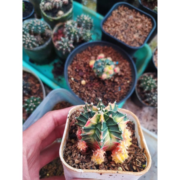 kaktus starfire  #kaktus Miha Milo #kaktus gymno murah bagus