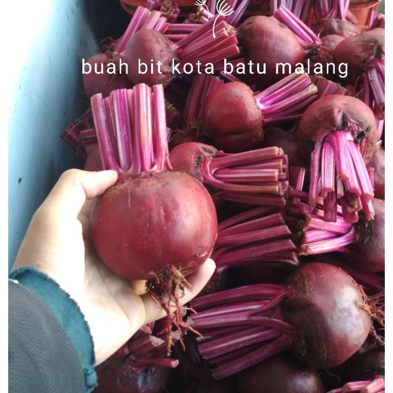 

buah bit 1 kg kota batu malang fresh