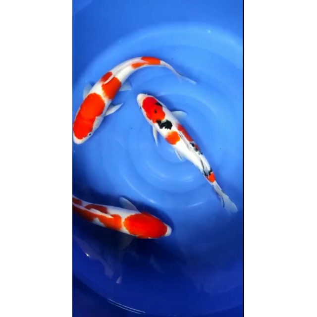 READY STOCK,//IKAN KOI | KOI QUALITY | KOI KOHAKU SANKE | BIBIT INDUKAN KOI..