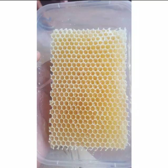 [250GR] SARANG MADU MELIFERA ASLI / HONEYCOMB / MADU SARANG SIAP KIRIM