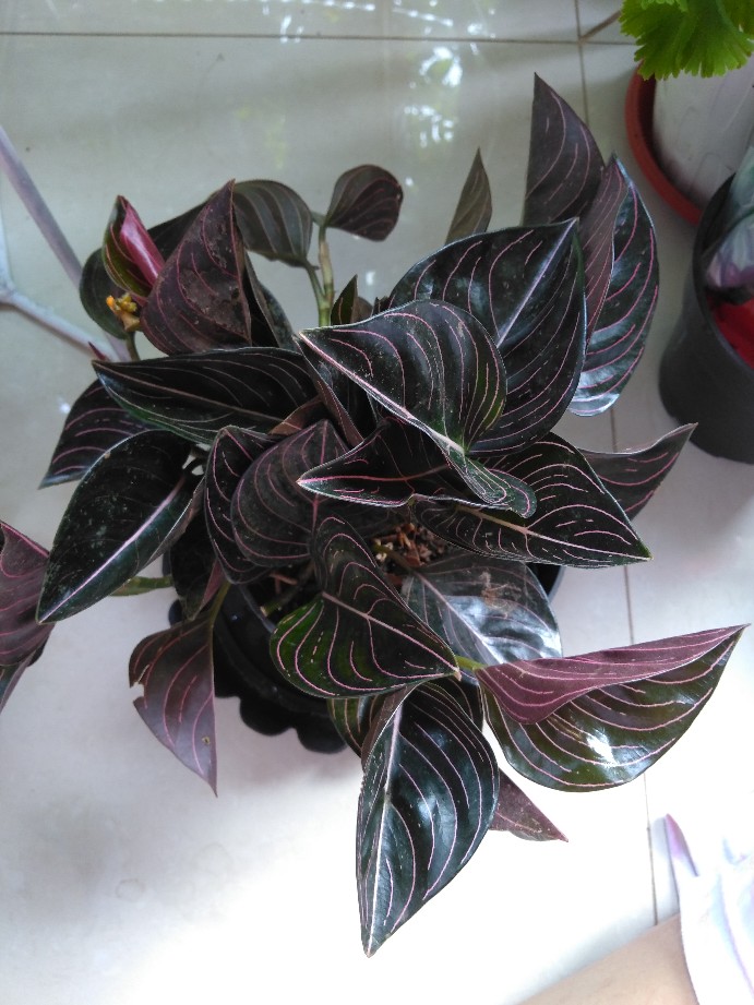 Aglonema Rotundum Aceh