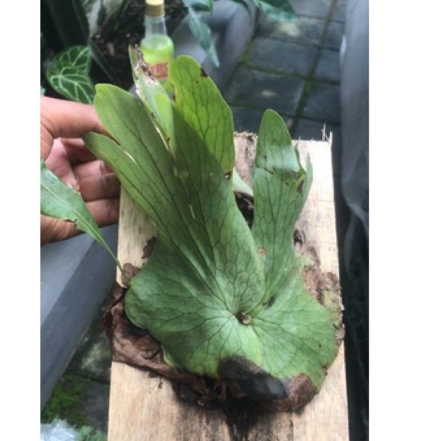 platycerium wandae papua