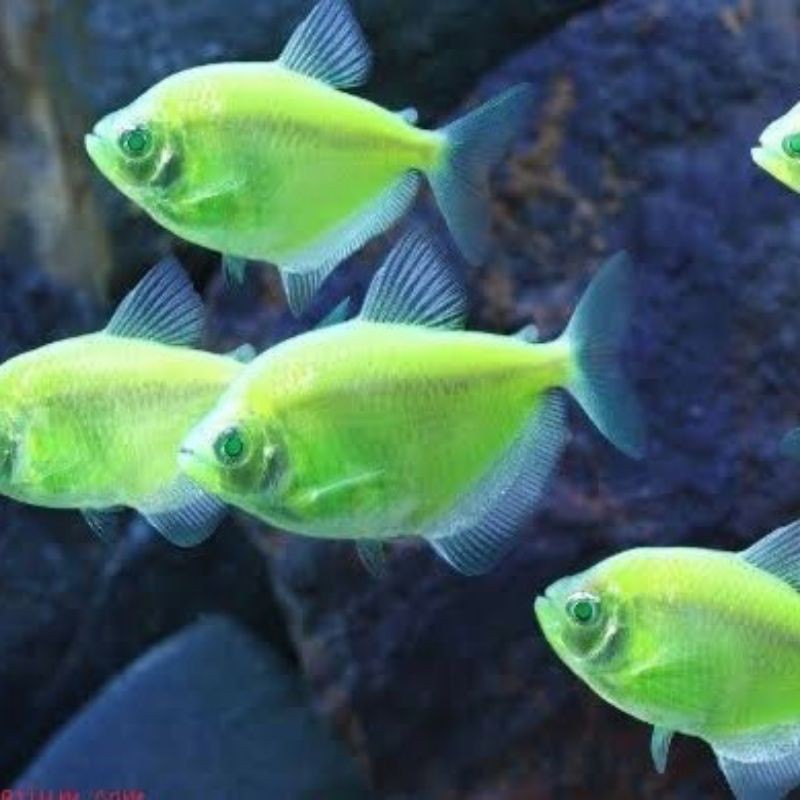 ikan glofish green elektrik