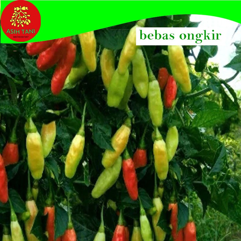 Benih Cabai Varietas Mhanu Prayit Mhanu F1
