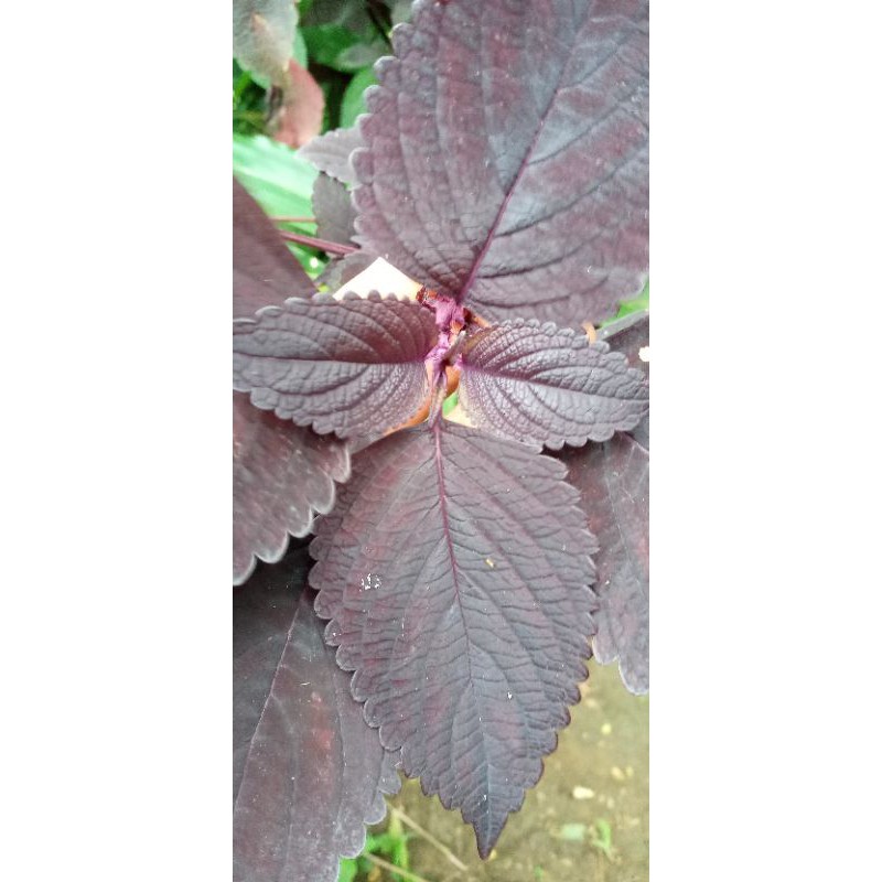 

jual daun miyana iler atau jawer kotok 500 gram