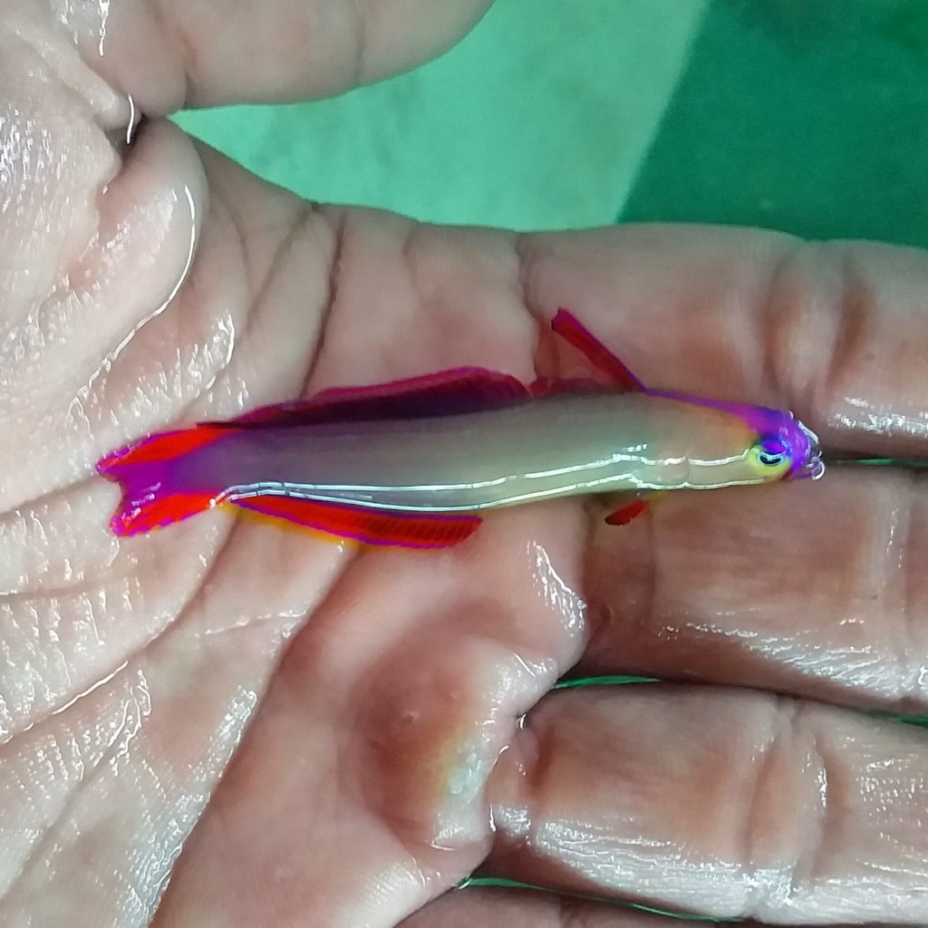Ikan Hias Laut Roket Ungu