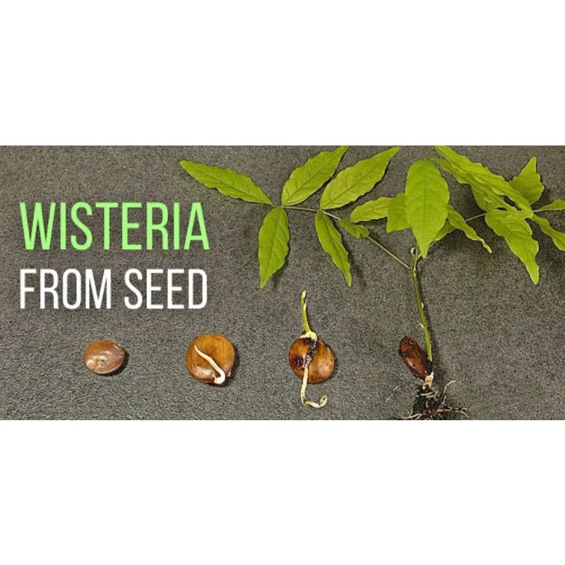 tanaman wisteria floribunda asli japan