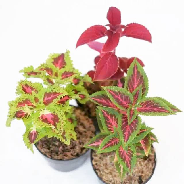 TANAMAN HIAS - PAKET 3 MIANA - TANAMAN HIAS MIANA