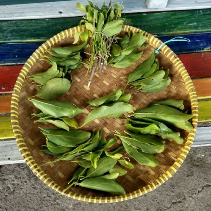 

New 500 gram benalu jeruk nipis super (premium)