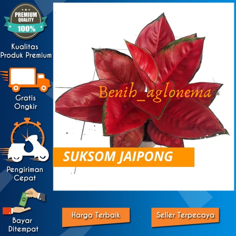 bonggolan aglonema suksom//bonggol tanaman aglonema suksom