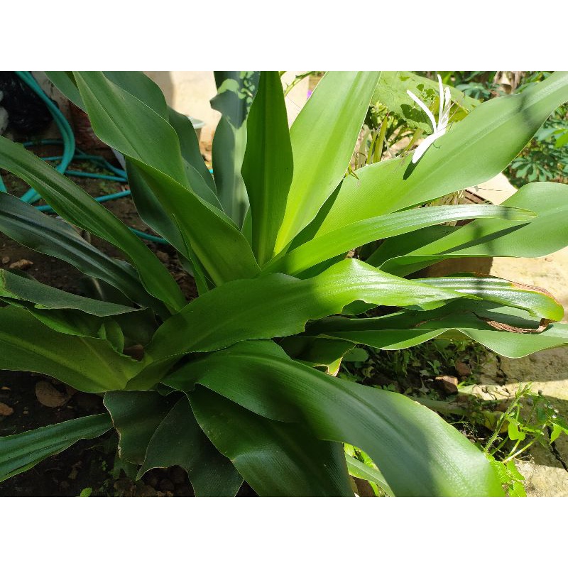 

Daun bakung herbal besar lebar