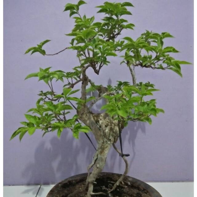 Bonsai Bougenville Pohon Bonsai Bonsai Bunga Kertas Shopee Indonesia