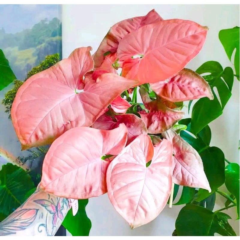 Syngonium Pink Robusta Tanaman Hias Syngonium Pink Syngonium Singonium