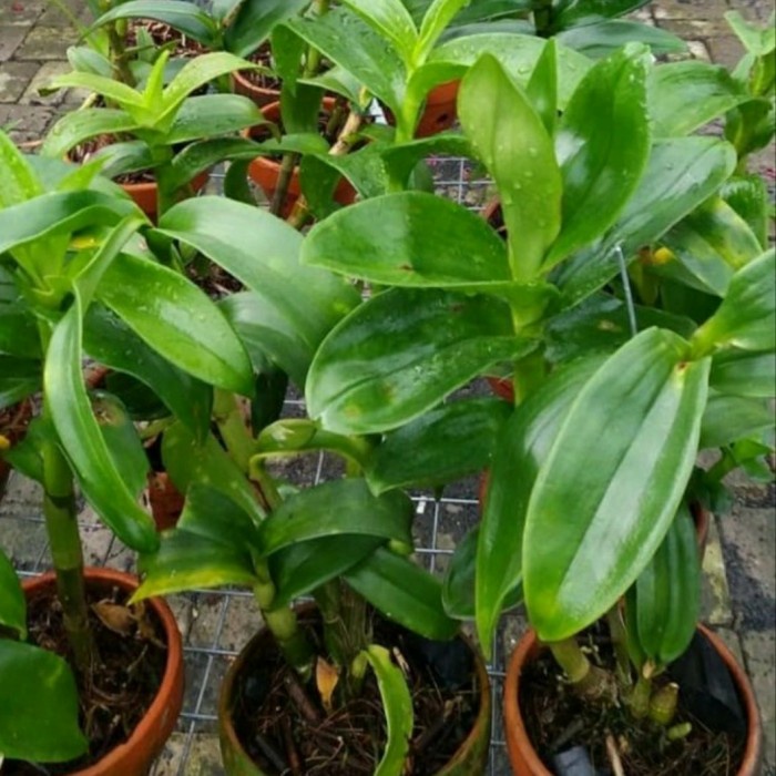 Tanaman hias paket 4 anggrek dendrobium hitam biru pink kuning dewasa PROMO