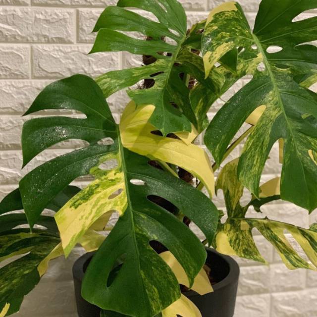 Monstera varigata kuning bonggol/batang
