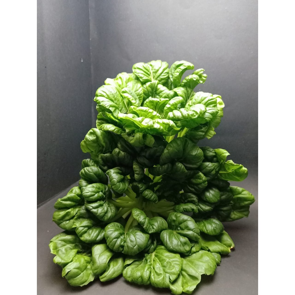 

Sayur Sawi Pagoda Fresh Hidroponik