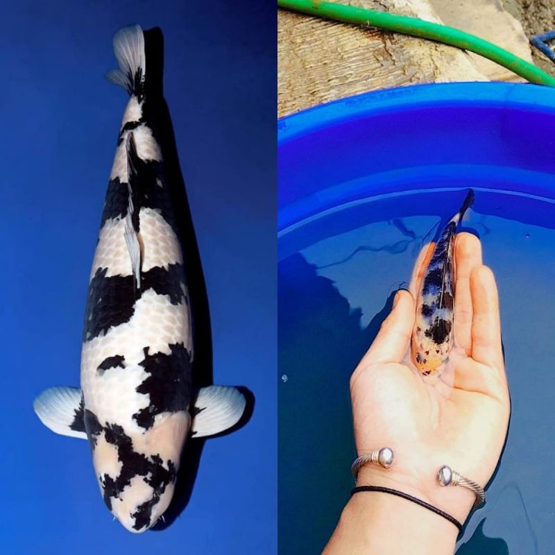 Ikan Koi Shiro Size 6 8 Cm Shopee Indonesia