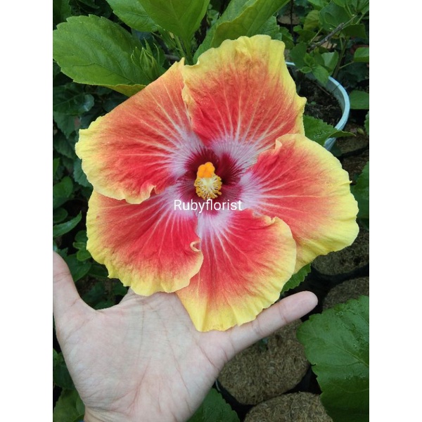 Tanaman Hibiscus Kembang Sepatu Import Acapulco Gold