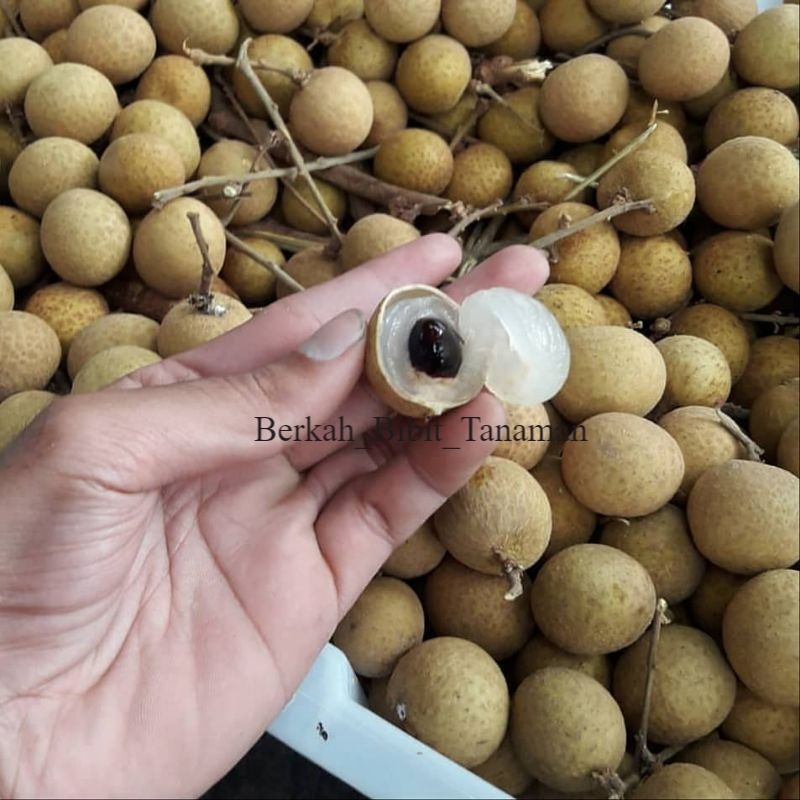 

BIBIT KLENGKENG NEW KRISTAL BISA BERBUAH DI POT (1kg bisa dimuat 4 produk)