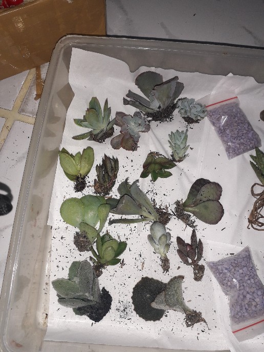 Sekulen Mini Isi 12 Pot