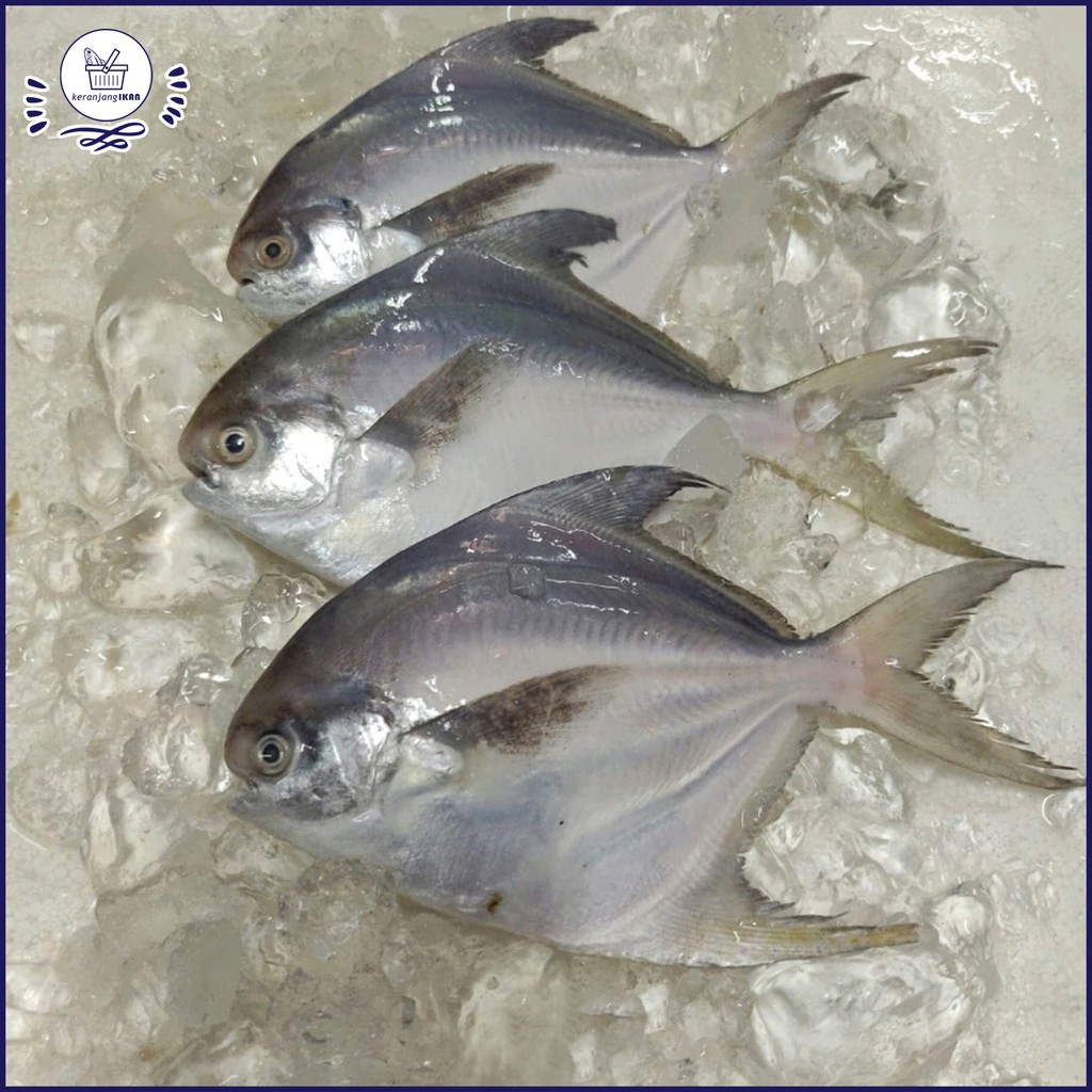 

Ikan Bawal Putih Segar PREMIUM 1kg