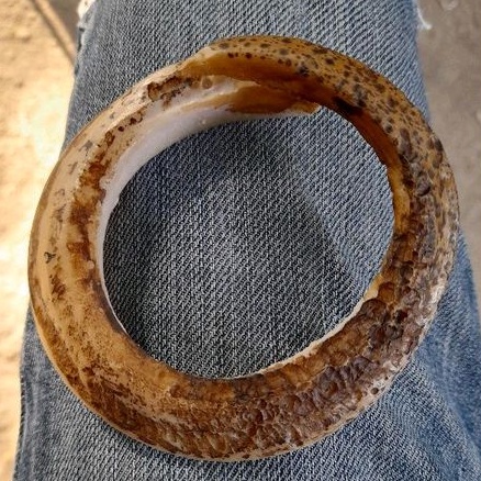 Acceoris Taring Babi Hutan Mati Ngurak Tiruan – Resin Berkualitas Tinggi Mirip Asli