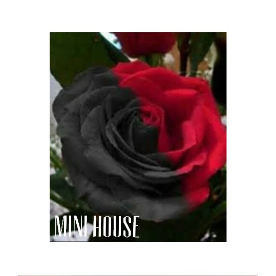 BENIH BIBIT BIJI MAWAR / BUNGA LANGKA