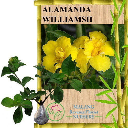 Tanaman Alamanda Williamsii