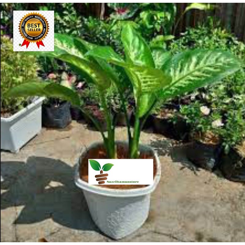 Tanaman hias Sri Rejeki / bibit tanaman sri rejeki