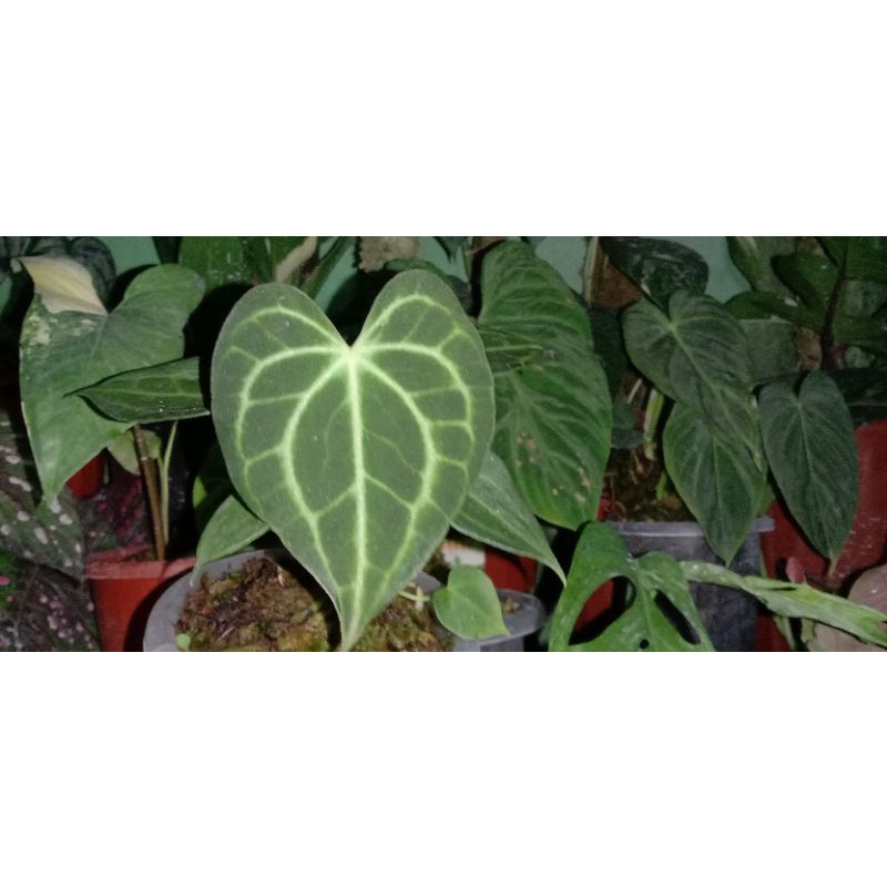 bibit kuping gajah tarantula