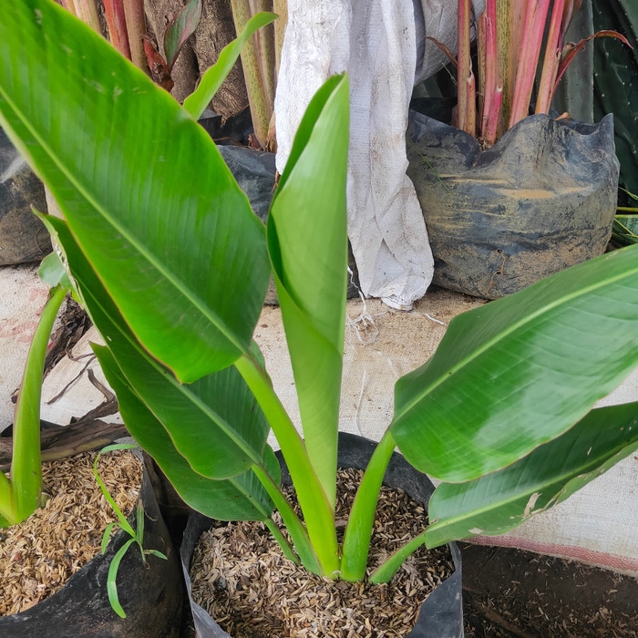 PROMO tanaman hias pisang kipas - pisang Pisangan kipas - dekorasi tanaman