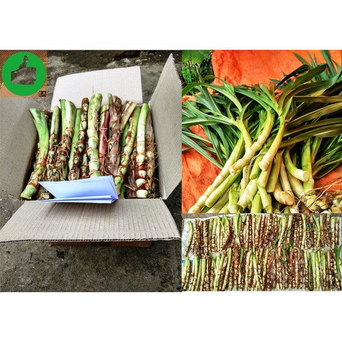 Benih Tanaman Rumput ODOT KOLONJONO RUMPUT GAJAH