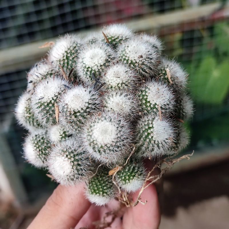 Kaktus Parodia Scopa Cluster Ownroot / Kaktus Scopa Ownroot Cluster