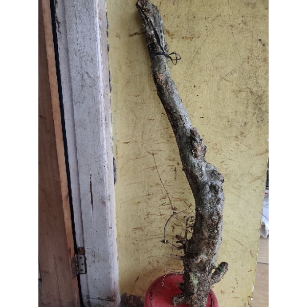 bahan bonsai dongkelan Mentaos