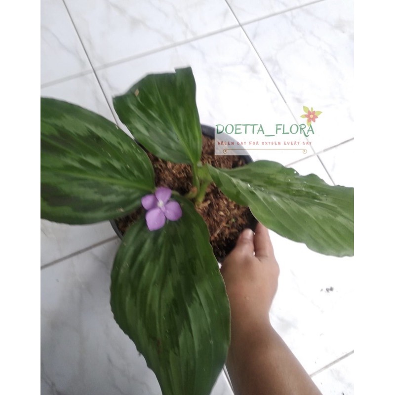 

calathea kencur