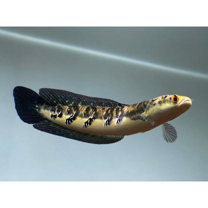 essen yellow sentarum 10-20cm