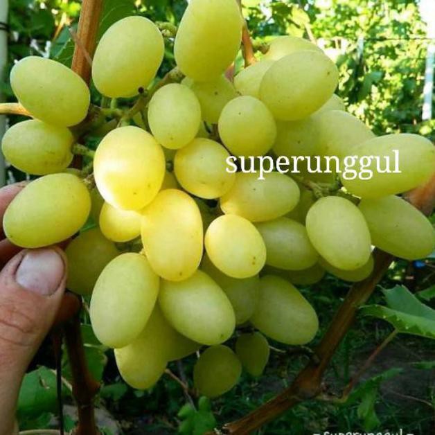 Bibit anggur import jenis landysh