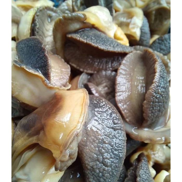 

BEKICOT (02) Daging Fresh Kediri Jawa Timur
