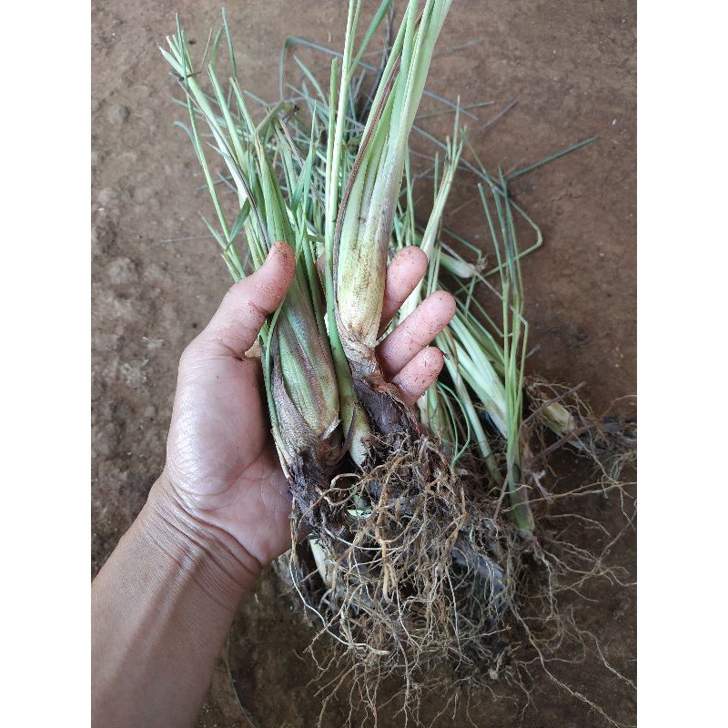 BIBIT SERAI BUMBU / BIBIT TANAMAN SERAI