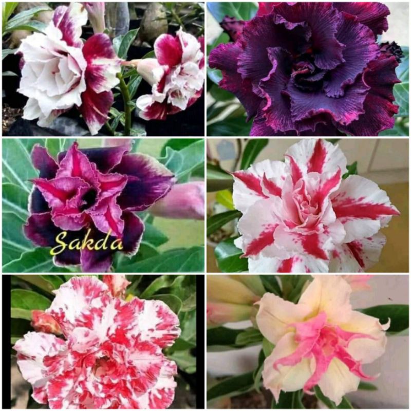 paket 6 tanaman hias adenium - bibit adenium