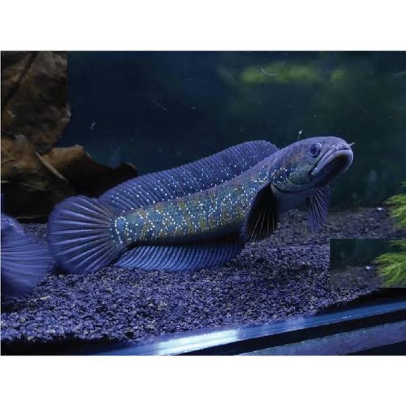 channa asiatica WS pure 5-6cm