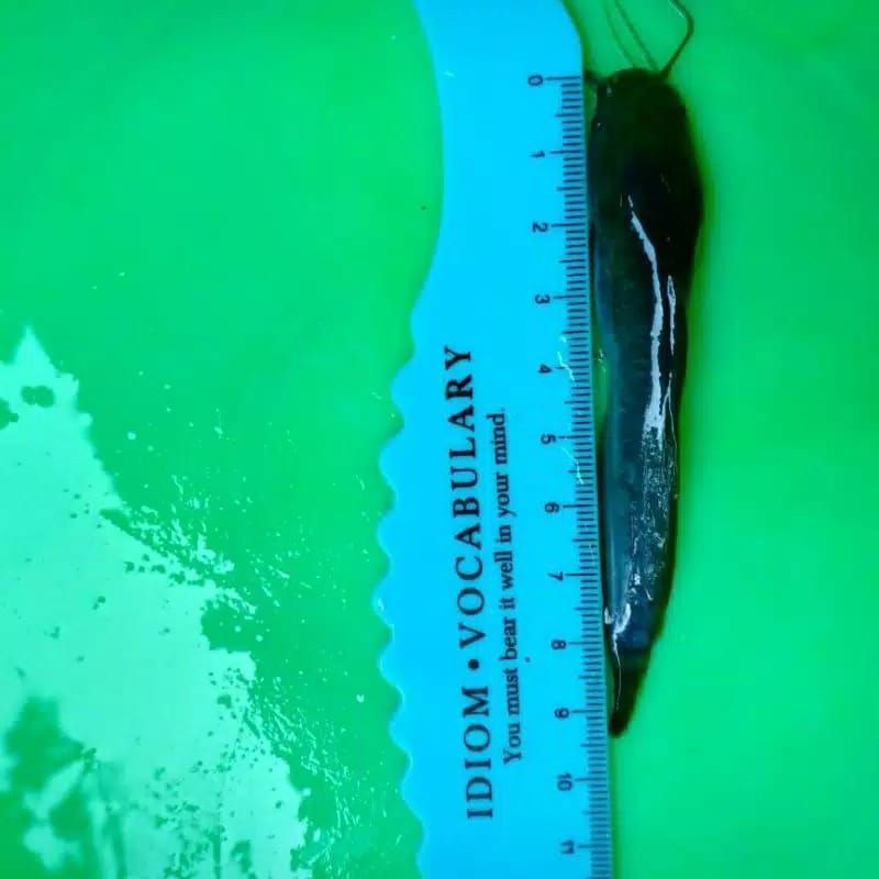 Bibit Lele Uk 9-10cm (1000ekor) Pengiriman Gojek/Grab