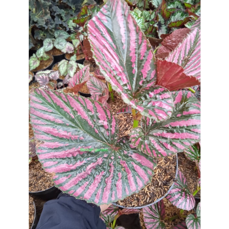 Begonia  Rex Walet Tanaman Hias