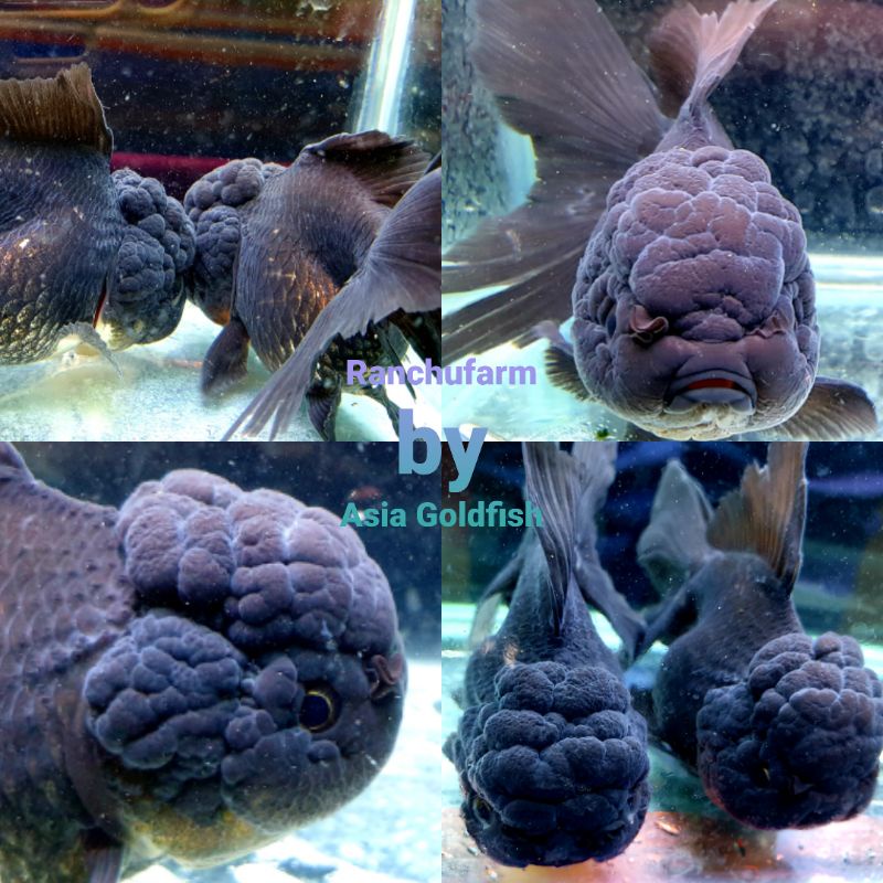 SOLID BLACK ORANDA warna hitam lionhead ,bulky dan sangat berkualitas