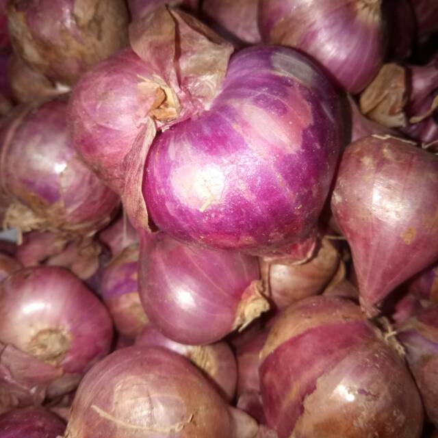 

Bawang merah jumbo