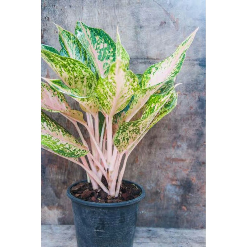 tanamam hias aglonema serena mutasi-aglonema serena mutasi-aglaonema serena mutasi-pohon aglonema se