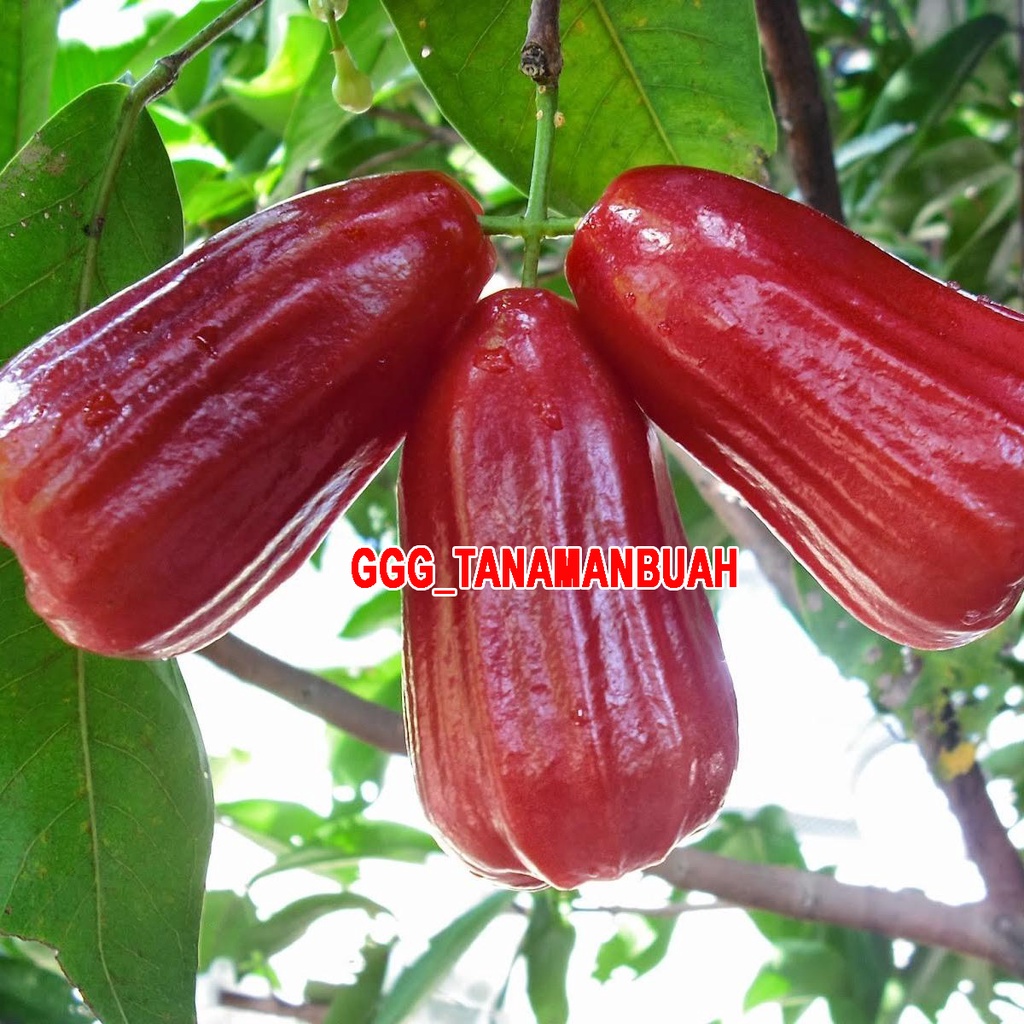 Bibit Jambu Air Madu Merah Unggul super