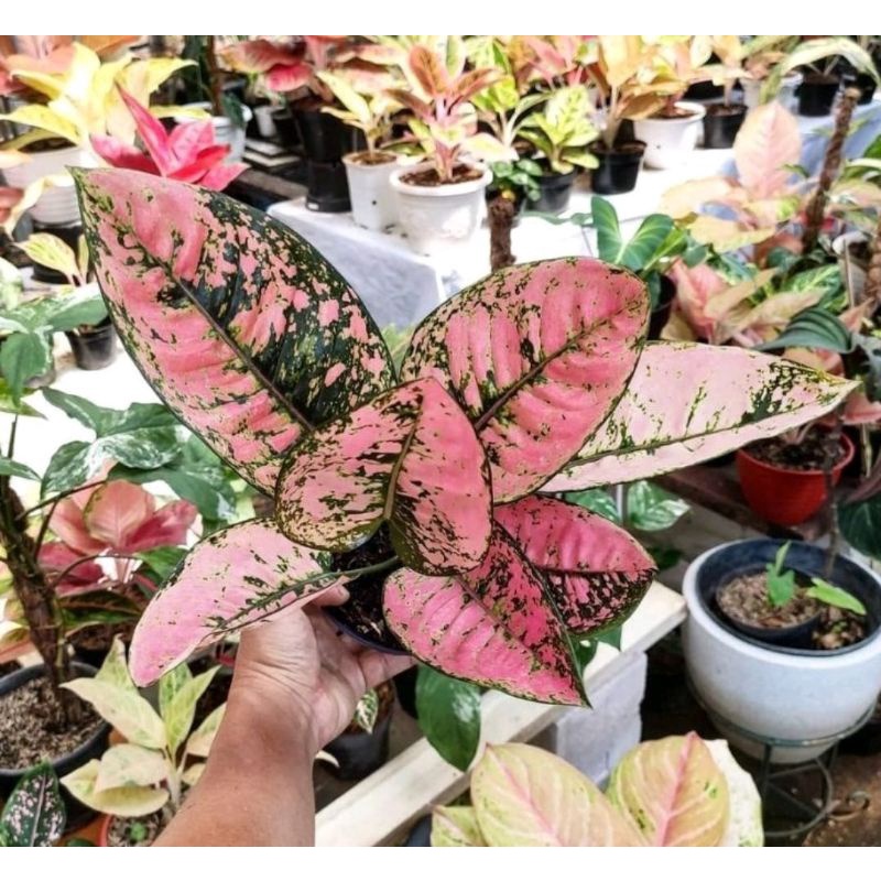 Bibit bonggol aglonema Ruby Compacta