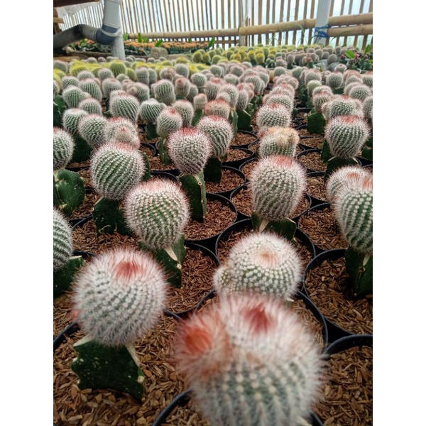 kaktus scopa tunggal grafting murah + freepot