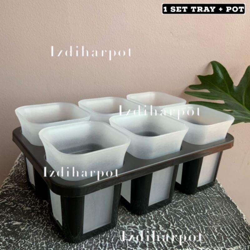 1 set Tray + pot nkt kotak 8 cm BENING TRANSPARAN | tray semai bibit